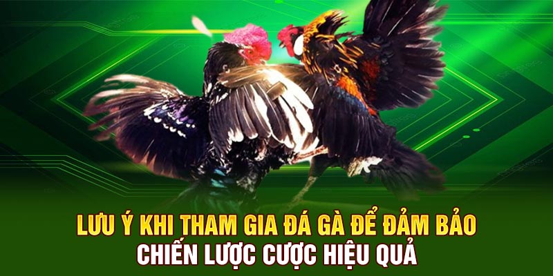Lưu ý khi tham gia đá gà để đảm bảo chiến lược cược hiệu quả